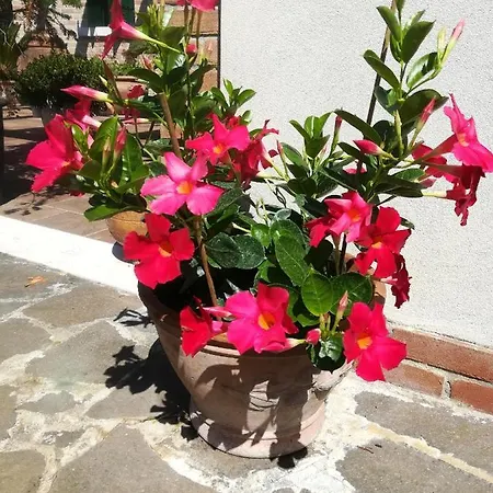 Casa Pianta Pensjonat Cavallino-Treporti