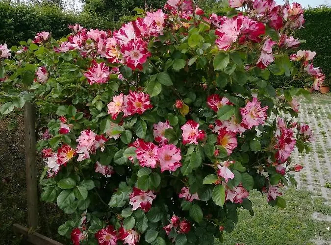 ゲストハウス Casa Pianta カヴァッリーノ・トレポルティ