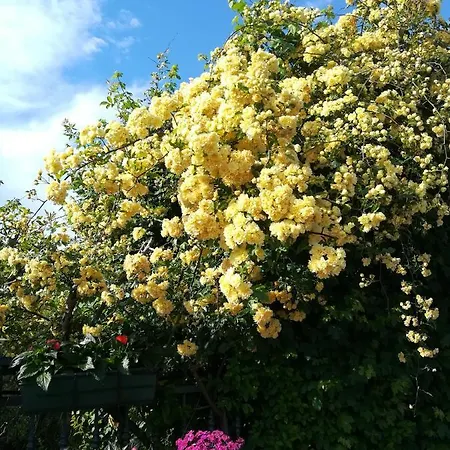 Casa Pianta Casa de hóspedes 4*