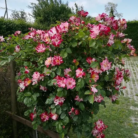 Casa de hóspedes Casa Pianta Cavallino-Treporti